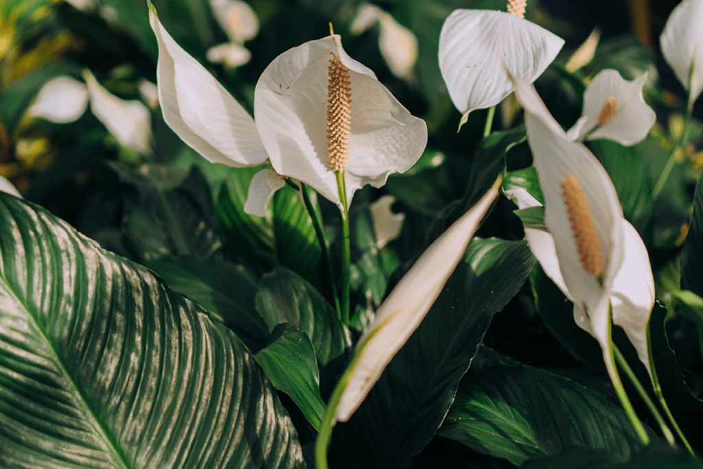 As melhores plantas para purificar o ar da sua casa - Blog iad