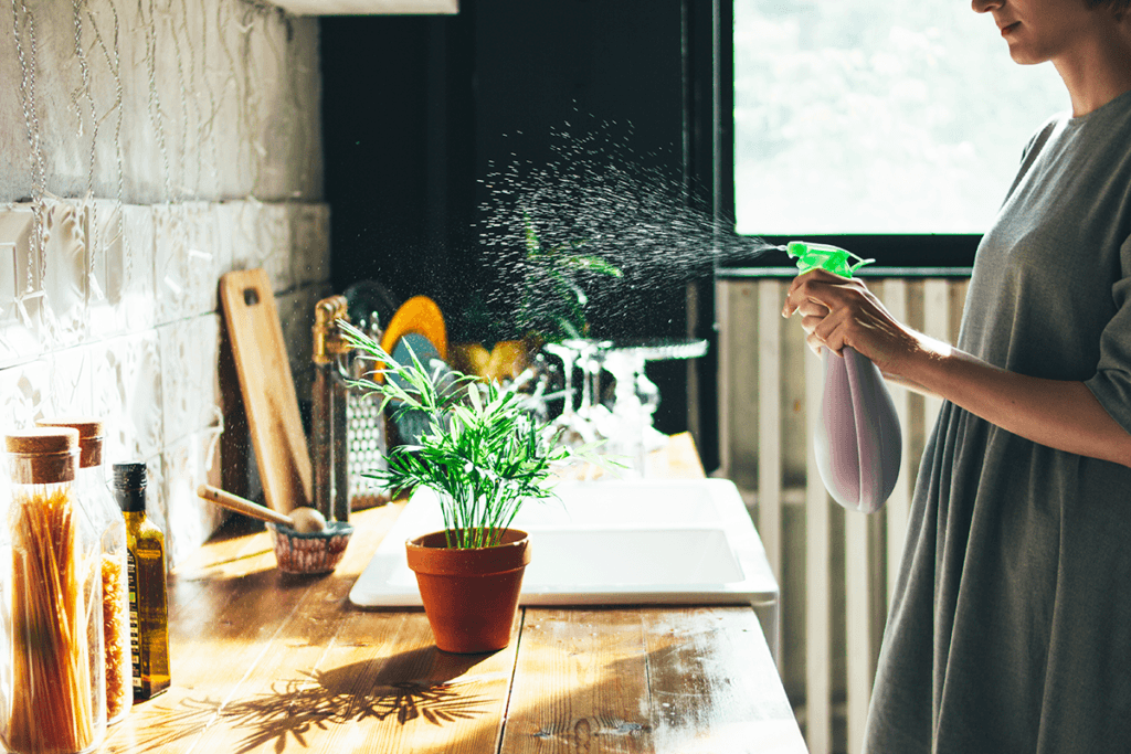 Purificação do ar - As plantas que deves escolher